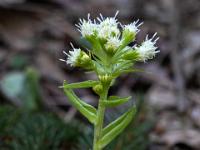 Weißer Pestwurz im Wald